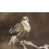 گونه سارگپه پرپا Rough-legged Buzzard